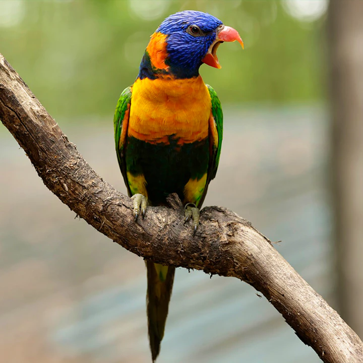 Bird Paradise tickets